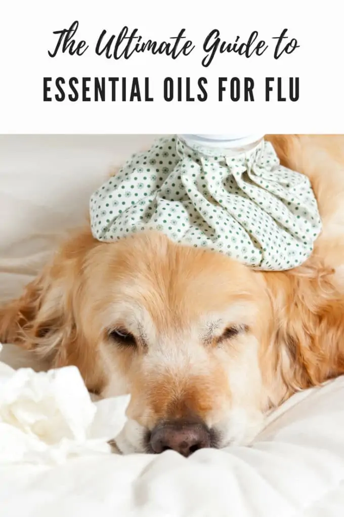 When you are sick, essential oils for flu are a fabulous way to support your immune system. Here is The Ultimate Guide to Essential Oils for Flu.