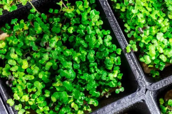 Overhead photo of microgreens in a hydroponic growing container.