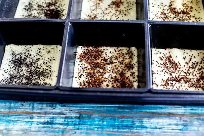 Photo of microgreen seeds being sown hyrdroponically.
