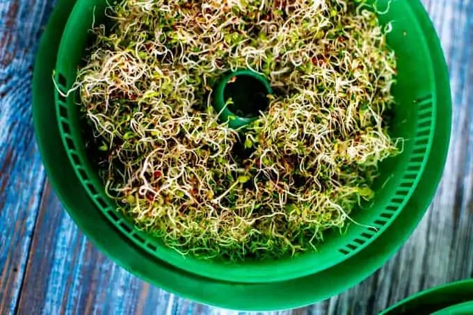 Photo of sprouts in a sprouting tray.