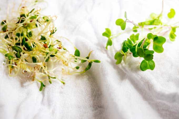 Photo of sprouts and microgreens sitting side by side against a white background.