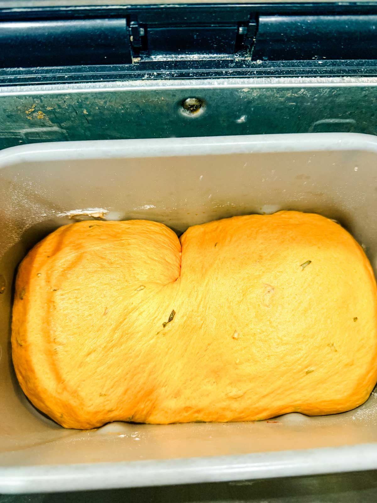 A close-up of orange-colored bread dough with herbs, rising inside a bread machine pan before baking.